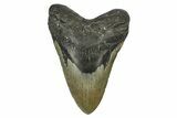 Fossil Megalodon Tooth - North Carolina #382592-1